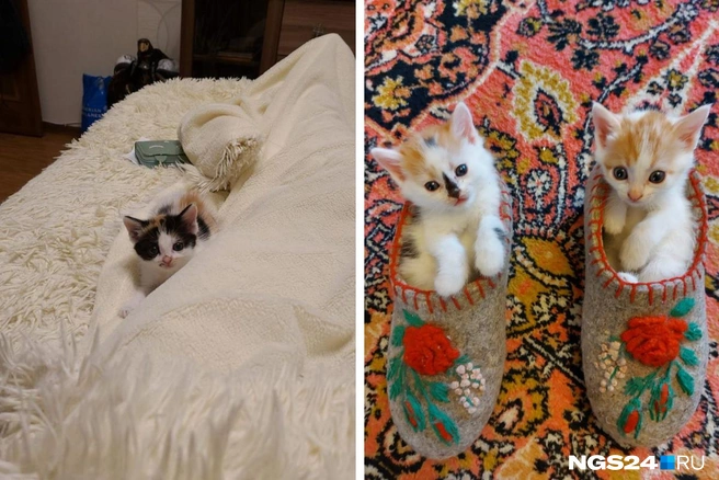 Котята — само очарование | Источник: NGS24.RU