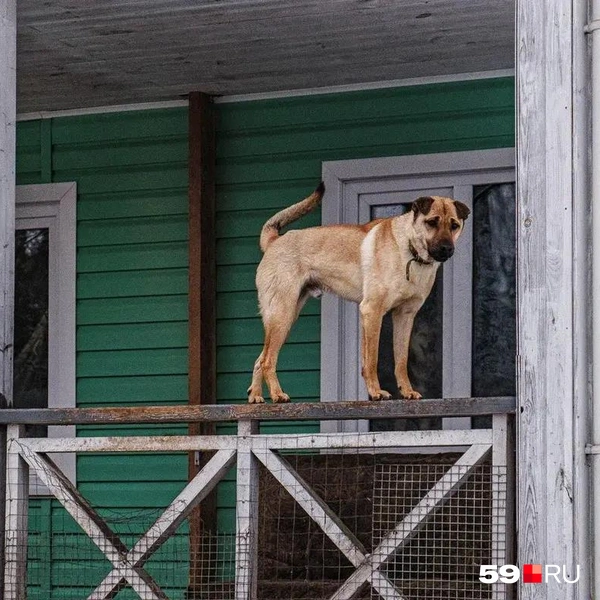 Какая грация! | Источник: Тимофей Калмаков / 59.RU