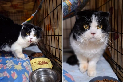 Boris the Scottish Fold Cat Rescued in Novosibirsk