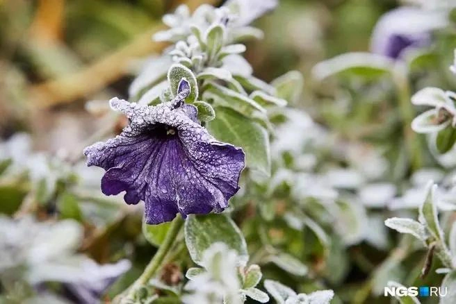 В первую неделю ноября в городе похолодает | Источник: Александр Ощепков