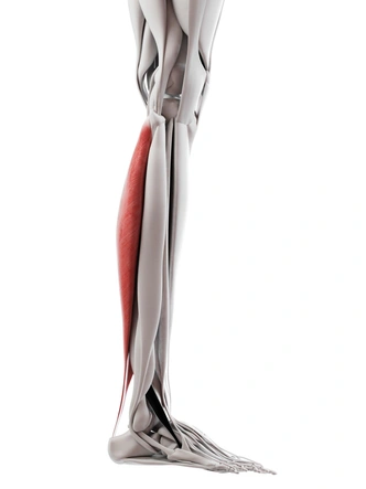 Камбаловидная мышца на схеме голени | Источник: Science Photo Library via Legion Media