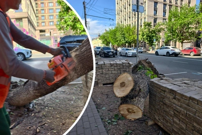 В Уфе на улице Ленина снова вырубают деревья