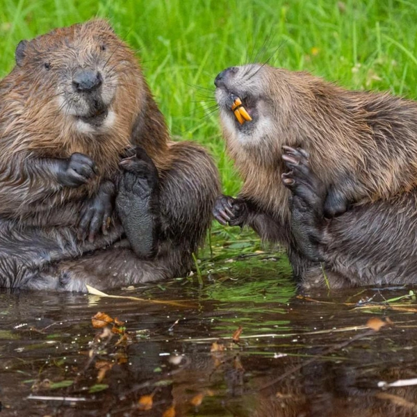 Источник: Натали Викманс / 2026 The Comedy Wildlife Photography Awards