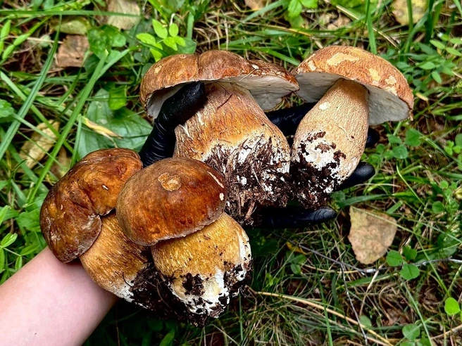 Такому улову радуется и душа, и желудок | Источник: Грибомания по Уралу / Vk.com