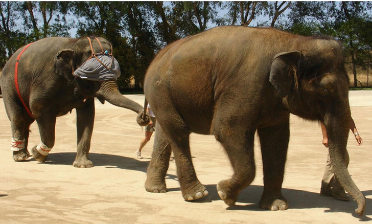 Сможет ли слон ровно идти, если завязать ему глаза? Ученые проверили на практике