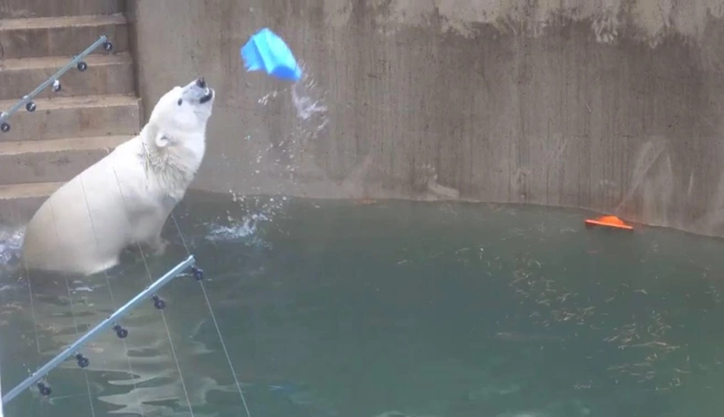 Стрелка вместе со своей сестрой Белкой живут в новом вольере | Источник: Сергей Ильтяков / Vk.com