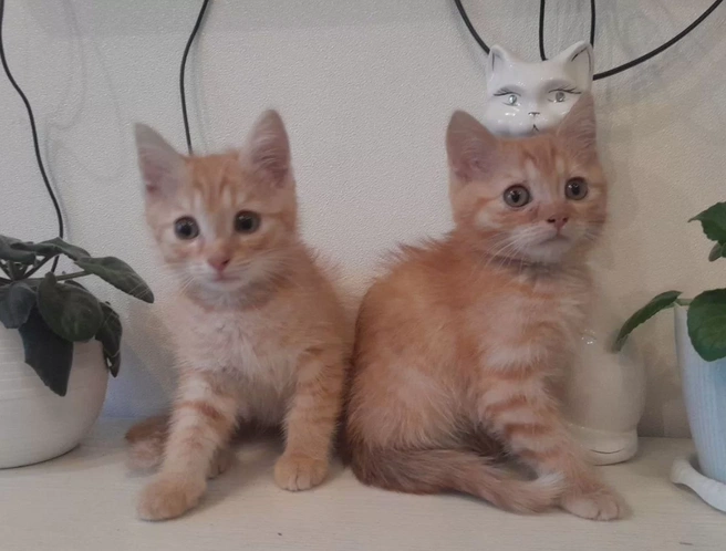 Источник: сервис для подачи объявлений