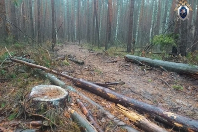 В Ичалках завершено дело о рубке леса на 2,5 млн