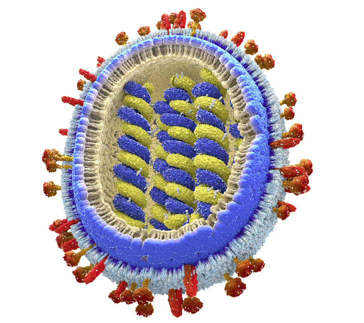 SPL / LEGION-MEDIA<i>3D-</i>изображение возбудителя гриппа в&nbsp;разрезе 