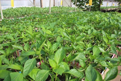 Pepper Time: When and How to Plant Seedlings — Best Varieties for Lecho and Stuffing