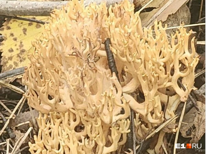 Так выглядит краснокнижный гриб  | Источник: Читатель E1.RU 