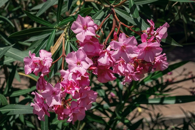 Источник: Vitaliy Shkadinov / iStock