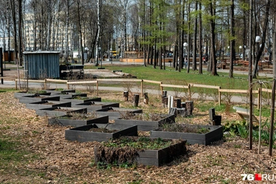 В Юбилейном парке Ярославля работает общественный огород