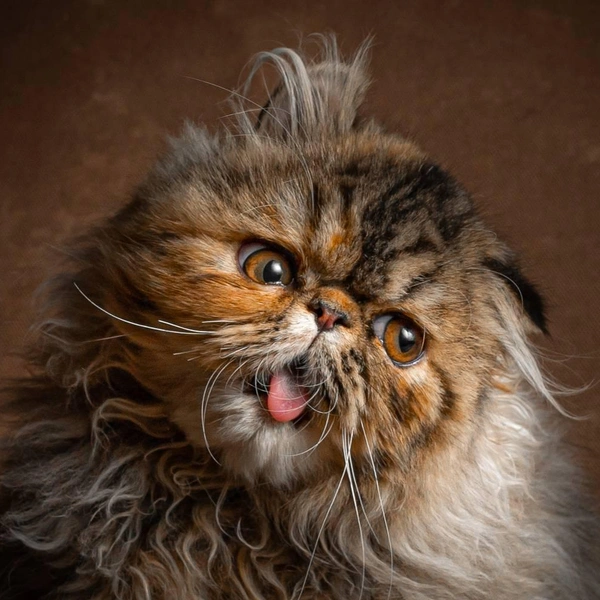 Кошка танцует, кошка кричит: 20 самых ярких снимков лауреатов ежегодной фотопремии 35awards, Всемирный день кошек, смешные фото кошек | Источник: Arcu Catalin, 35awards