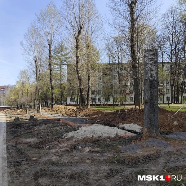 Вырубленные деревья на Кавказском бульваре | Источник: Игорь Мещанев / MSK1.RU