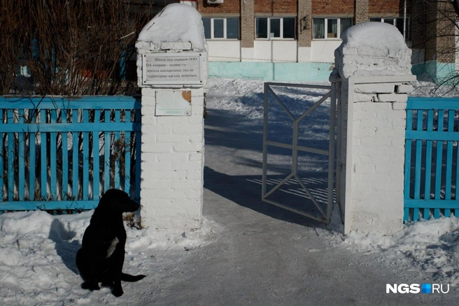 Вход в школу охраняет пес, но от паники местных он не спас | Источник: Андрей Бортко / NGS.RU