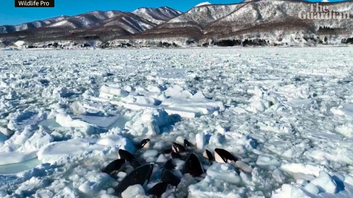 Что стало с косатками, которые застряли во льдах между Россией и Японией?