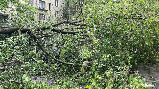Гроза в Петербурге обрушила дерево на Краснопутиловской. Оно упало на машины | Источник: читатель «Фонтанки»