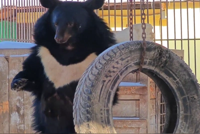 Гималайский медведь в Барнауле вышел из зимней спячки