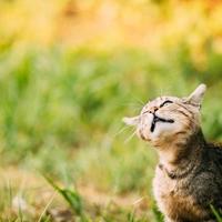 Почему кошки и собаки трясут головой?