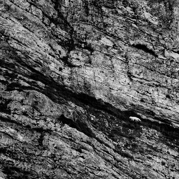 Победитель в номинации «Черно-белое фото» | Источник: Sebastiaan van der Greef / Nature Photographer of the Year 2025