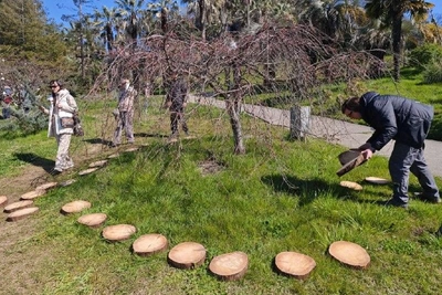 Сочинский Дендрарий защищает растения от вытаптывания