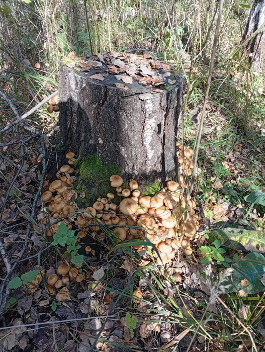 Источник: Дары лесов Урала. Грибы Екатеринбурга и Свердловской области / Vk.com