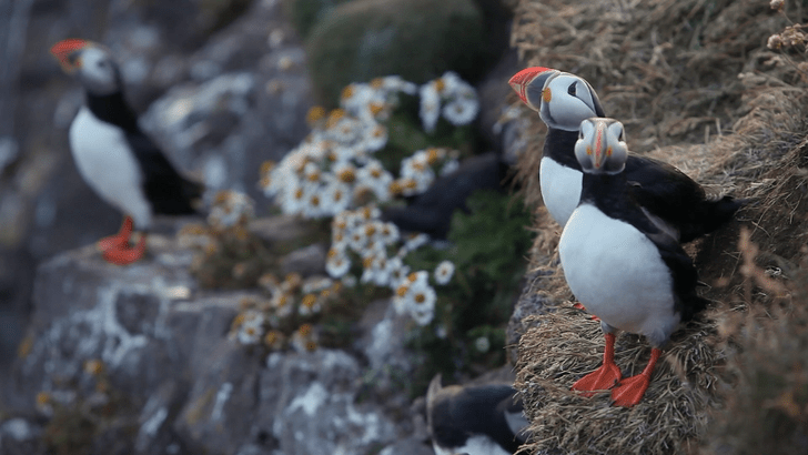 Не стать символом прошлого: viju Nature покажет фильм «Исландия. Заповедник птиц тупиков»