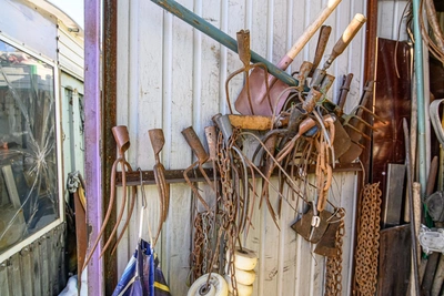 Условный срок за убийство собаки и видео в деревенский чат