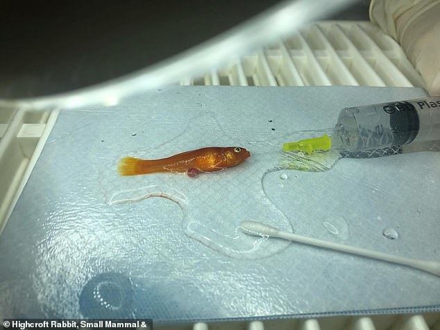 Британские хирурги удалили опухоль золотой рыбке весом один грамм