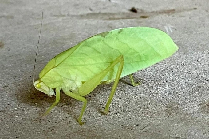 Розовый листик: кузнечик из Латинской Америки удивил энтомологов своим цветом