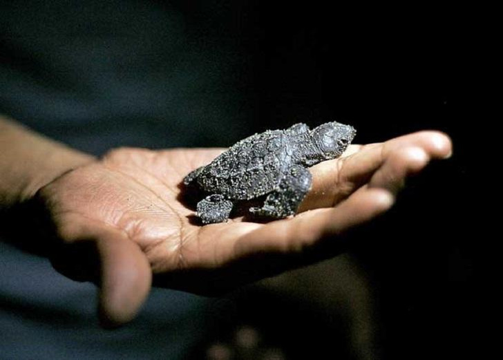 Остаться в живых: как туристы спасали маленьких черепах в Мексике