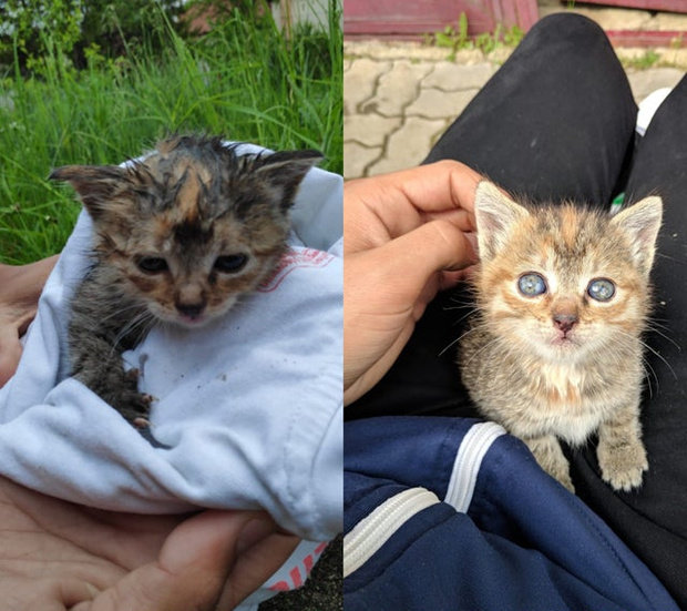 Дом меняет все: 35 фото котиков до и после усыновления