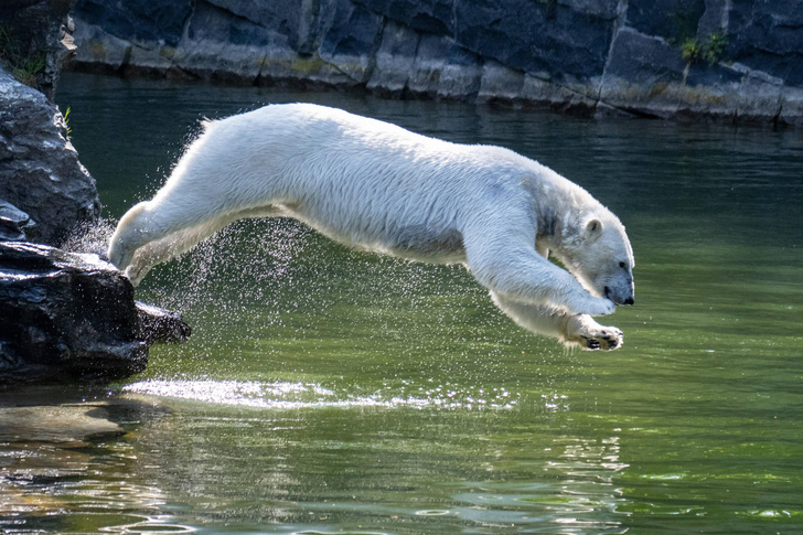Белая медведица спасается от жары в зоопарке Берлина