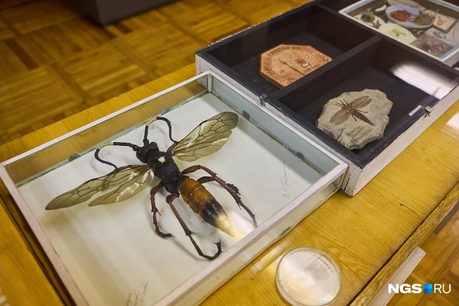 Виктор Гребенников использовал разные способы для изображения насекомых  | Источник: Александр Ощепков / NGS.RU