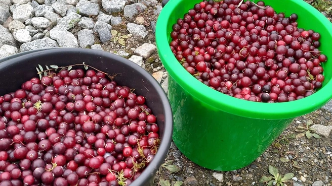 Грибов в лесах почти не осталось, но ягод еще много | Источник: «Уральский ЯжеГрибник» / Vk.com