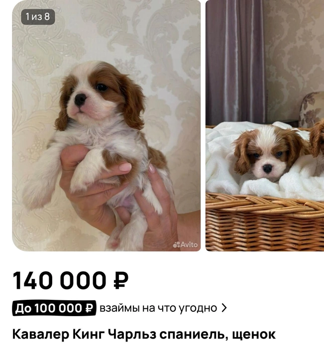 Щенок за 149 тысяч  | Источник: «Авито»