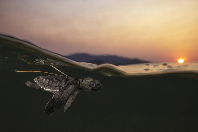 Фотография забрала награду в номинации «Подводный мир» | Источник: Daniel Flormann / worldnaturephotographyawards.com