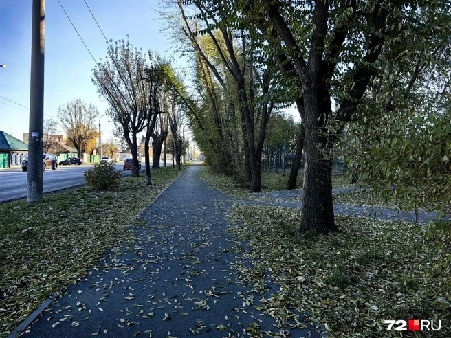И зелено. Даже небольшой парк, несмотря на осень, всё еще утопает в листьях  | Источник: Павел Красоткин / 72.RU 