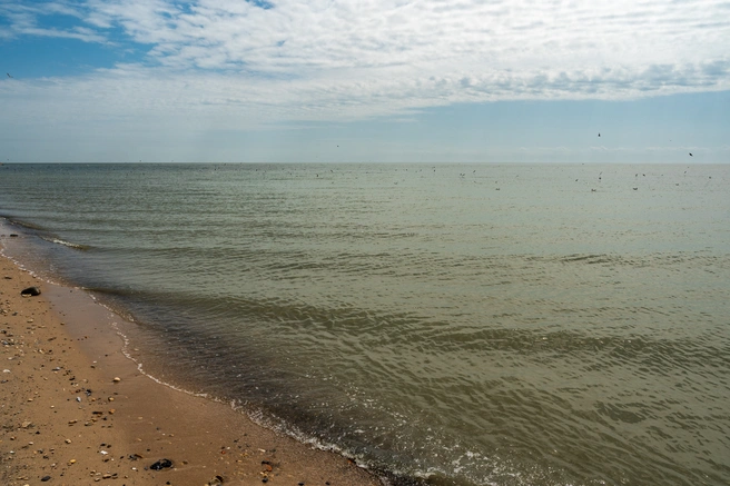 Рост солености меняет всю экосистему | Источник: Евгений Вдовин / 161.RU