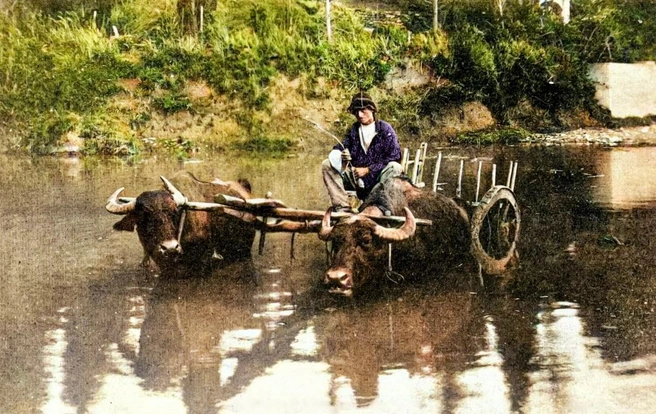 Буйволы в реке у Ермоловского парка (парк имени Фрунзе), 1900–1910 год | Источник: BspChannel