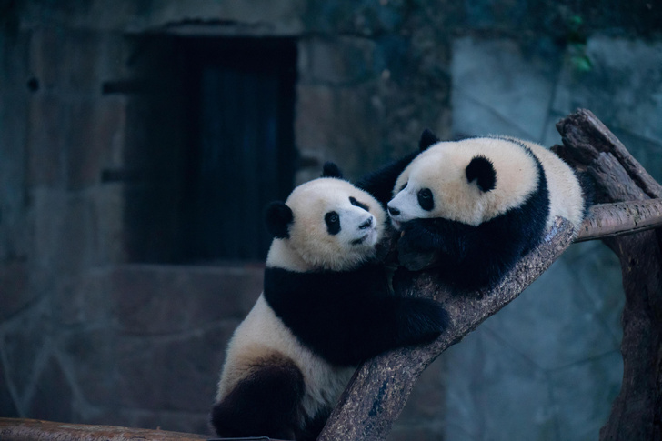 «Привет, мы раньше встречались, готова спариться?» Как панды общаются через собственную соцсеть
