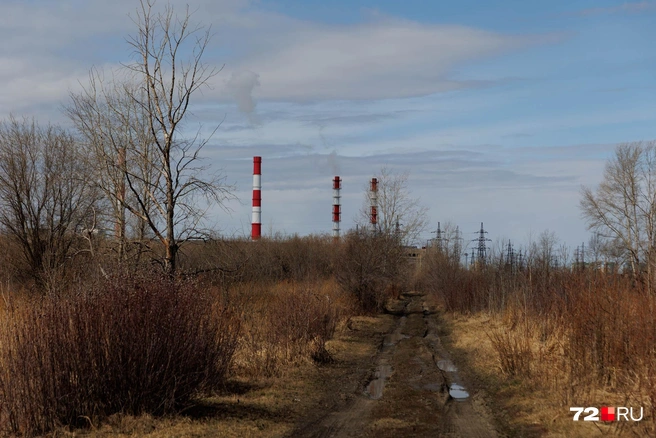 Так выглядят дороги в дендропарке | Источник: Ирина Шарова / 72.RU