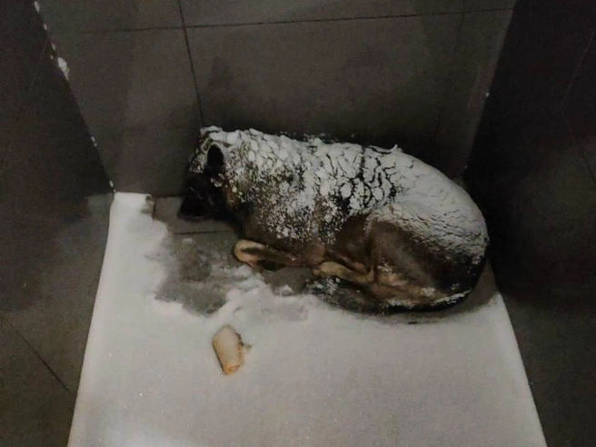 «Додо Пицце» устроили бойкот из-за отношения к собаке. Там ответили | Источник: соцсети