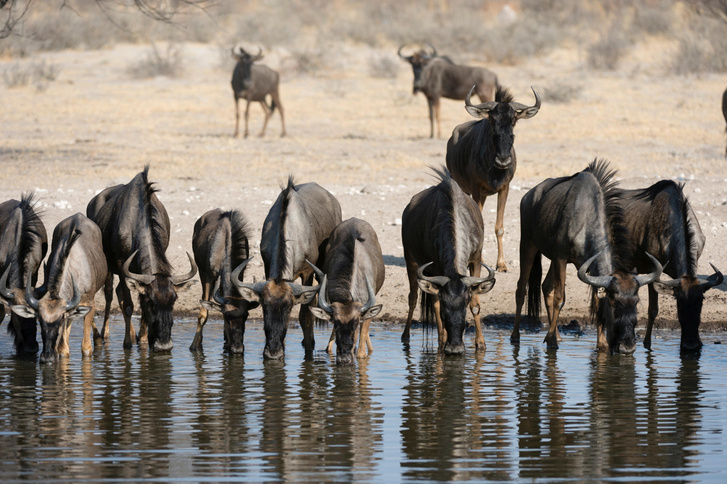 Почему антилопы гну способны обходиться без воды