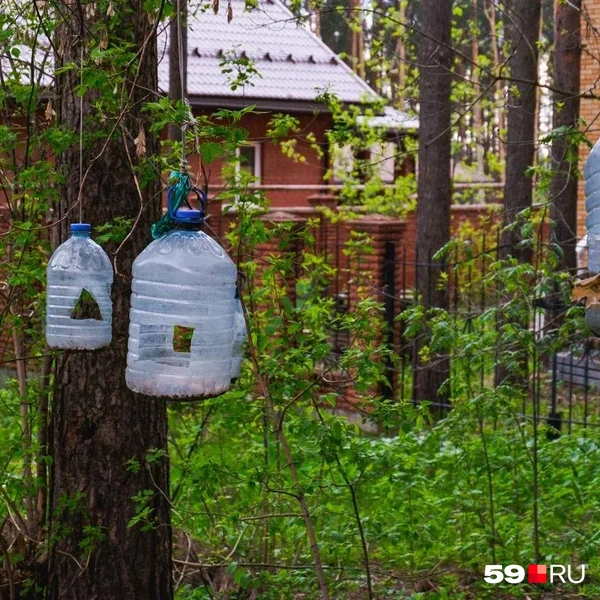 И птиц подкармливают | Источник: Тимофей Калмаков / 59.RU