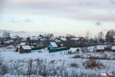 В Ярославской области отлавливают волчицу: место появления
