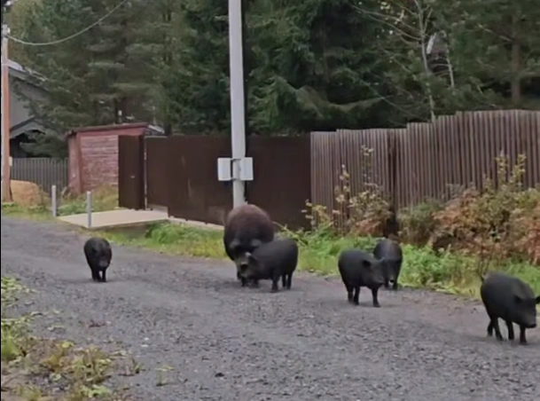 Стада кабанов заметили под Всеволожском и в Сестрорецке. Видео | Источник: кадр из видео Мегаполис | ДТП и ЧП | Санкт-Петербург | Питер💡