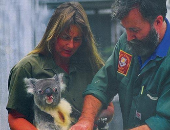 О гигантских сверчках, прилежных ленивцах и поднадзорных коалах: как ученые исследуют редкие виды животных
