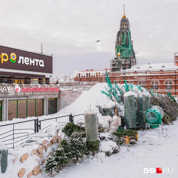 У бывшего «Универсама» стоят укутанные деревца | Источник: Тимофей Калмаков / 59.RU